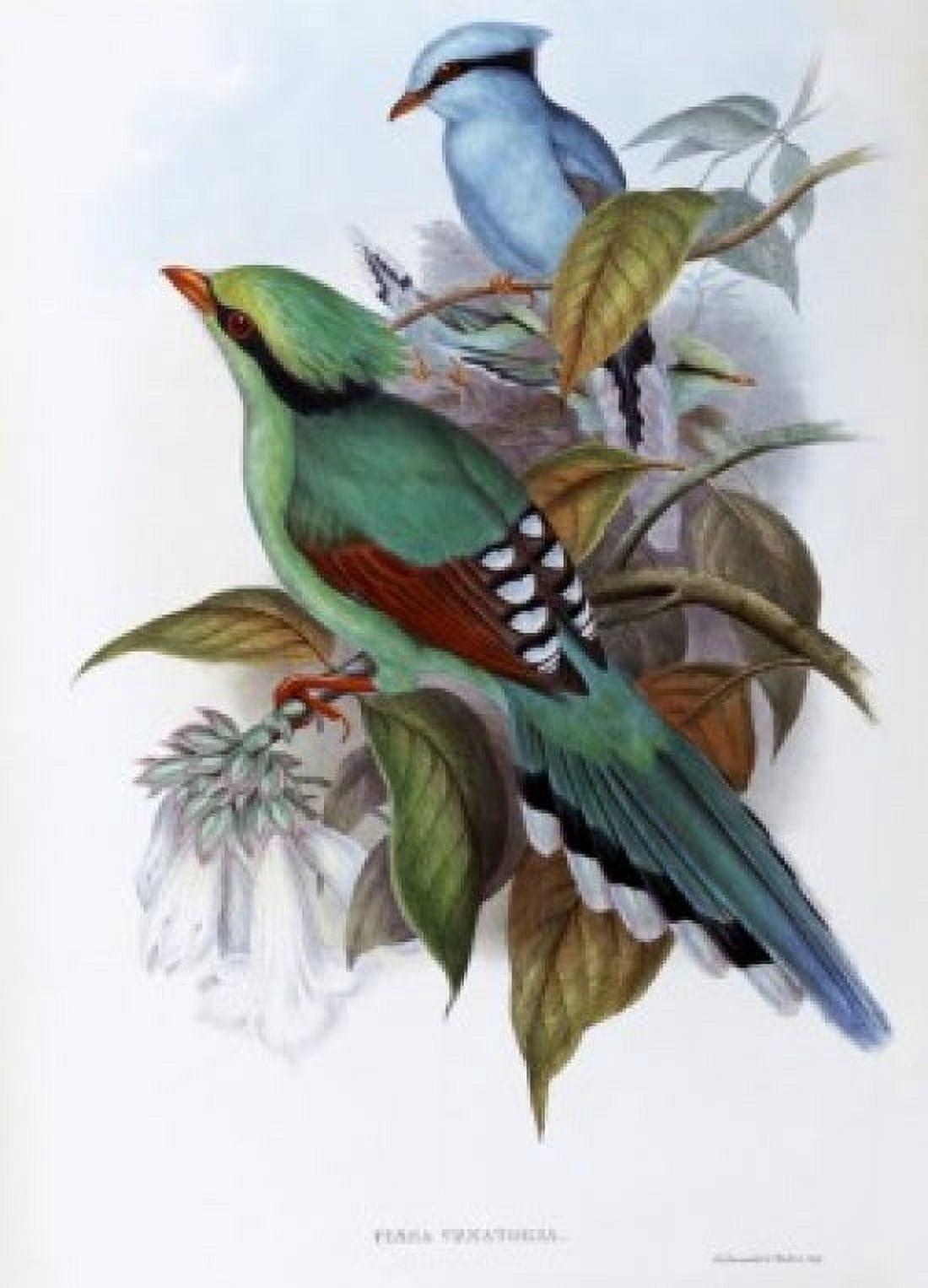 Hunting Cissa John Gould (1804-1881 British) Canvas Art - John Gould (18 x 24)