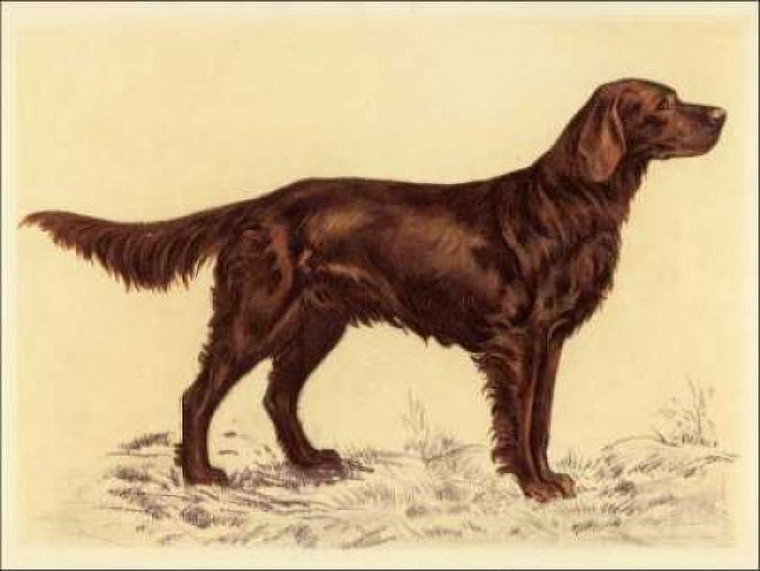 Hunting Dogs-Setter Canvas Art - Andres Collot (18 x 24)