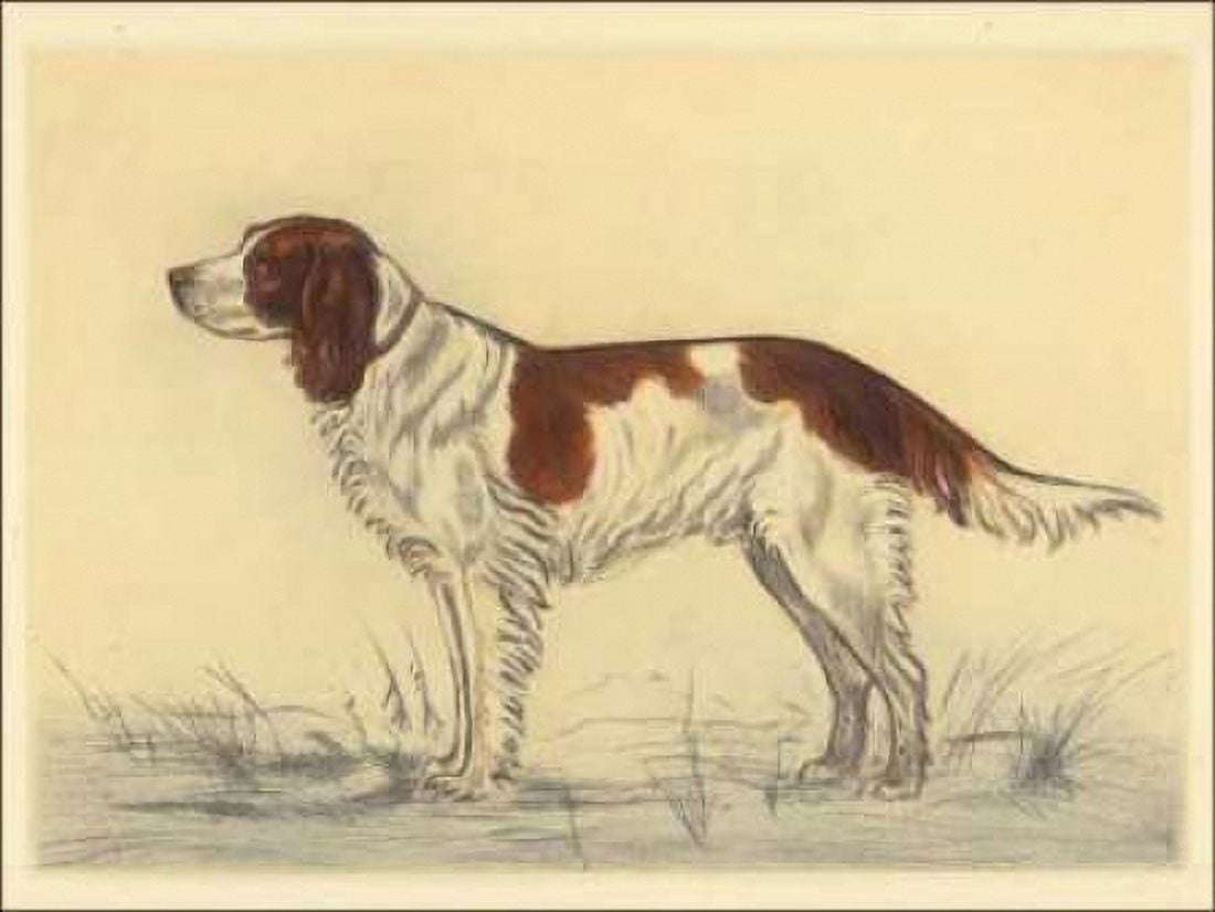 Hunting Dogs-Spaniel Canvas Art - Andres Collot (18 x 24)