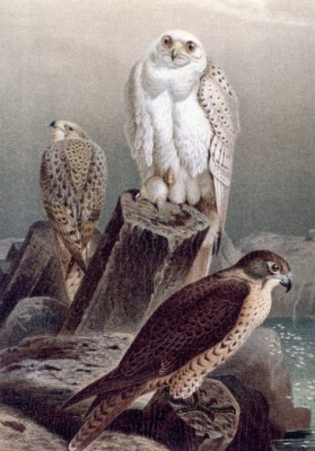 Hunting Falcons Artist Unknown Canvas Art - (24 x 36)