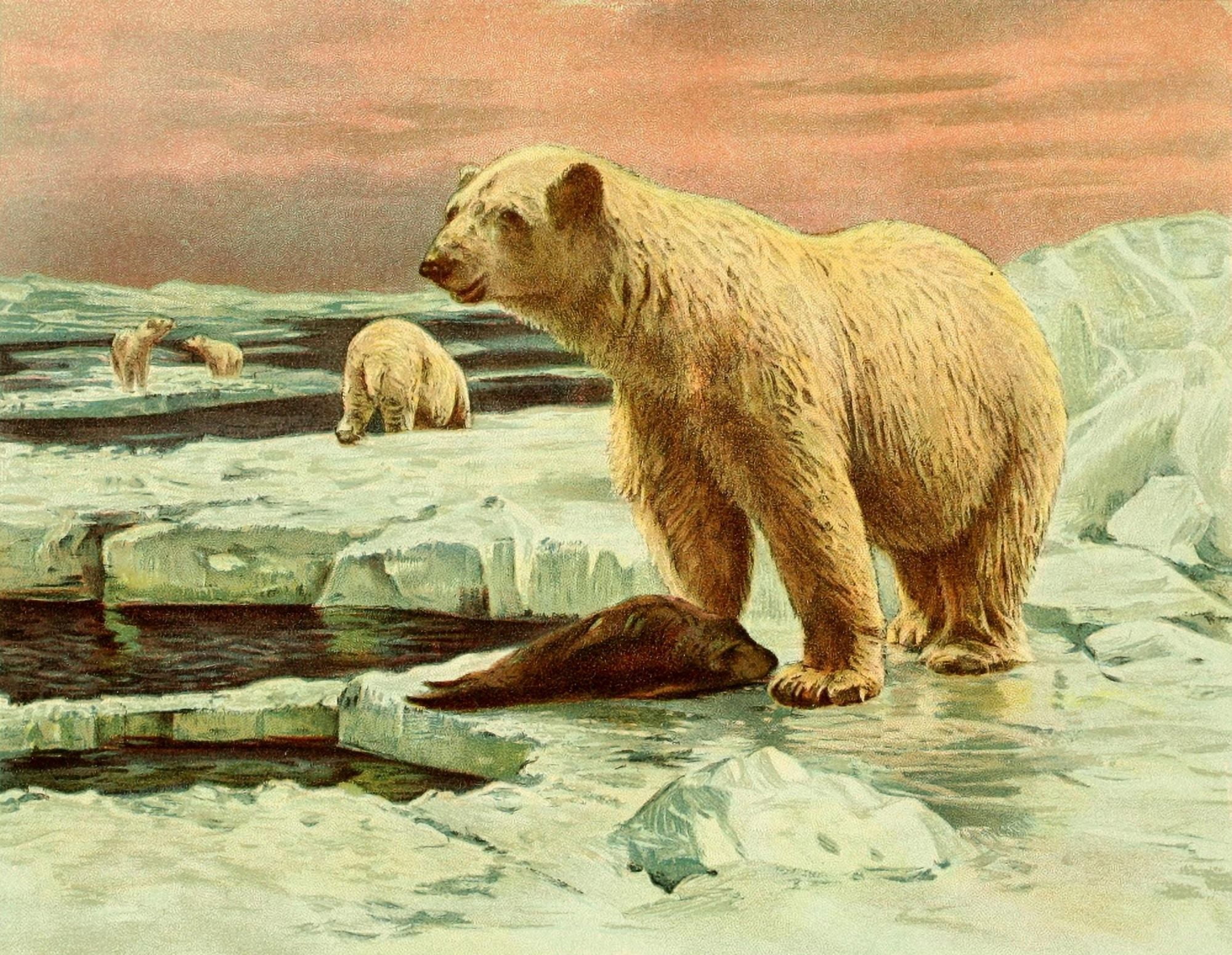 Hunting & Trapping 1903 Polar Bear Canvas Art - FW Kuhnert (24 x 36)