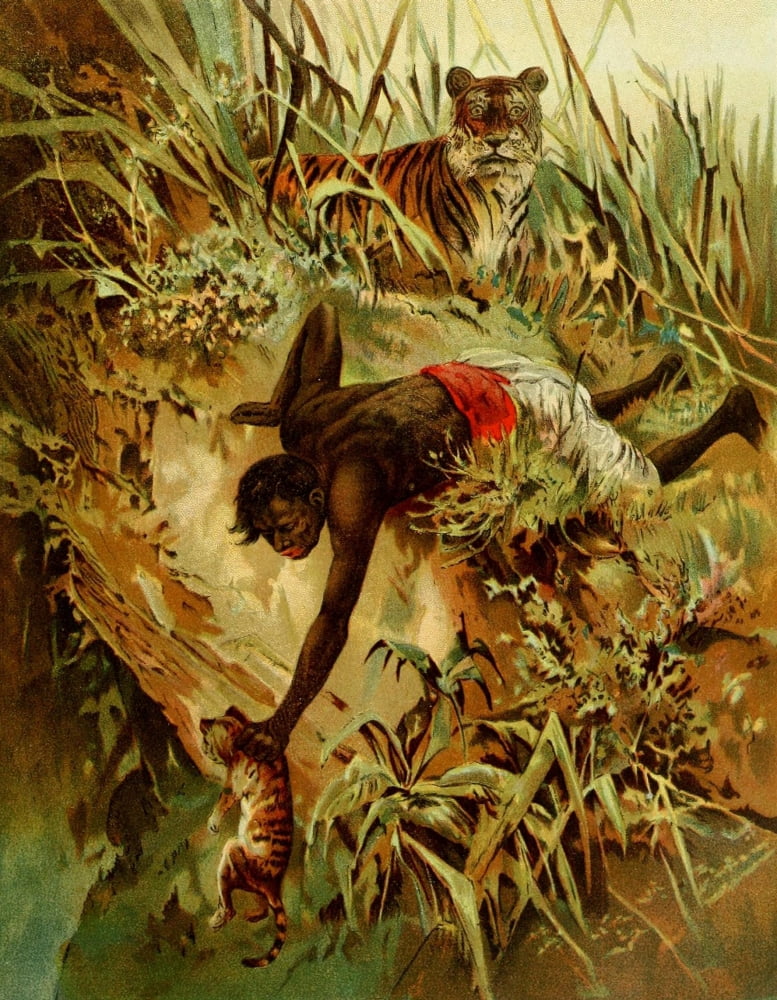 Hunting & Trapping 1903 Tigers Canvas Art - FW Kuhnert (18 x 24)