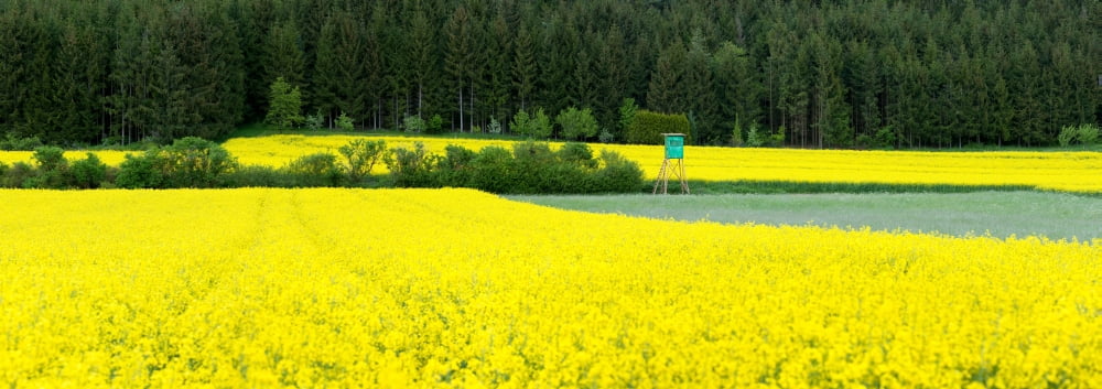 Hunting stand in blooming rapeseed field Baden-Wurttemberg Germany Canvas Art - Panoramic Images (27 x 9)