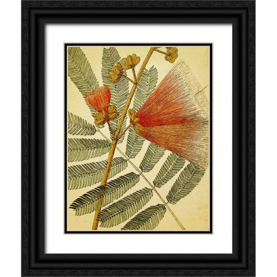 Hunziker, Steve 19x24 Black Ornate Wood Framed with Double Matting Museum Art Print Titled - Botanical Grunge I