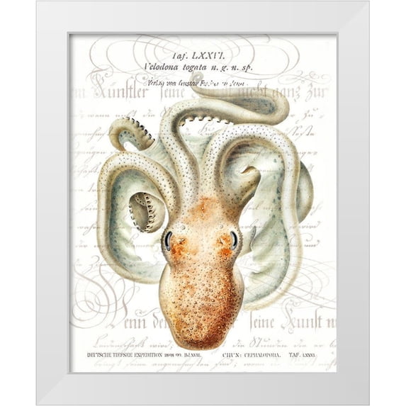 Hunziker, Steve 20x24 White Modern Wood Framed Museum Art Print Titled - Octopus II