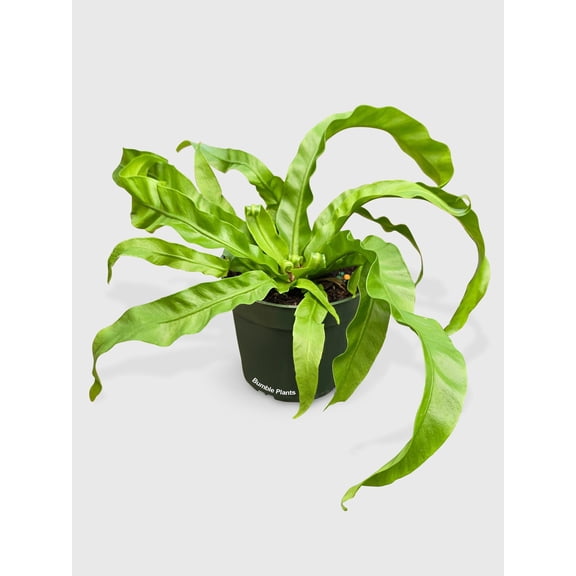 Hurrican Bird's Nest Twisted Fern - Live Air-Purifying Indoor Plant in Nursery Pot – Easy Care, Low Maintenance Houseplant for Home & Office Decor, Natural Air Cleaner, Best for Beginners (4"Pot