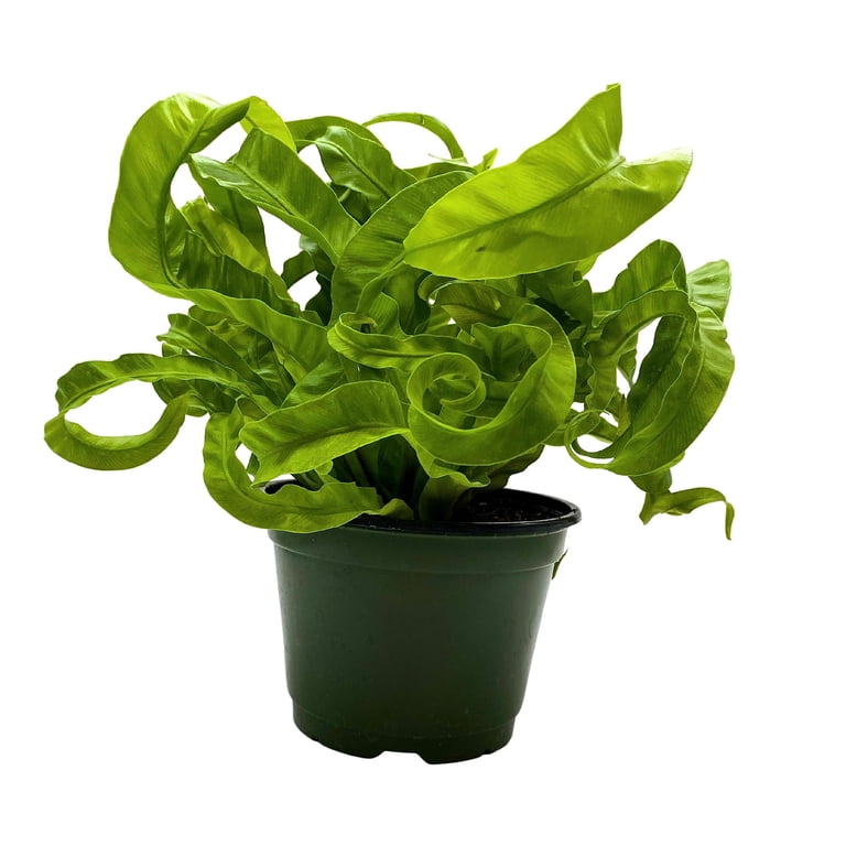 green jewel dracaena Buy Dracaena Green Jewel (Dracaena Compacta) main image 1