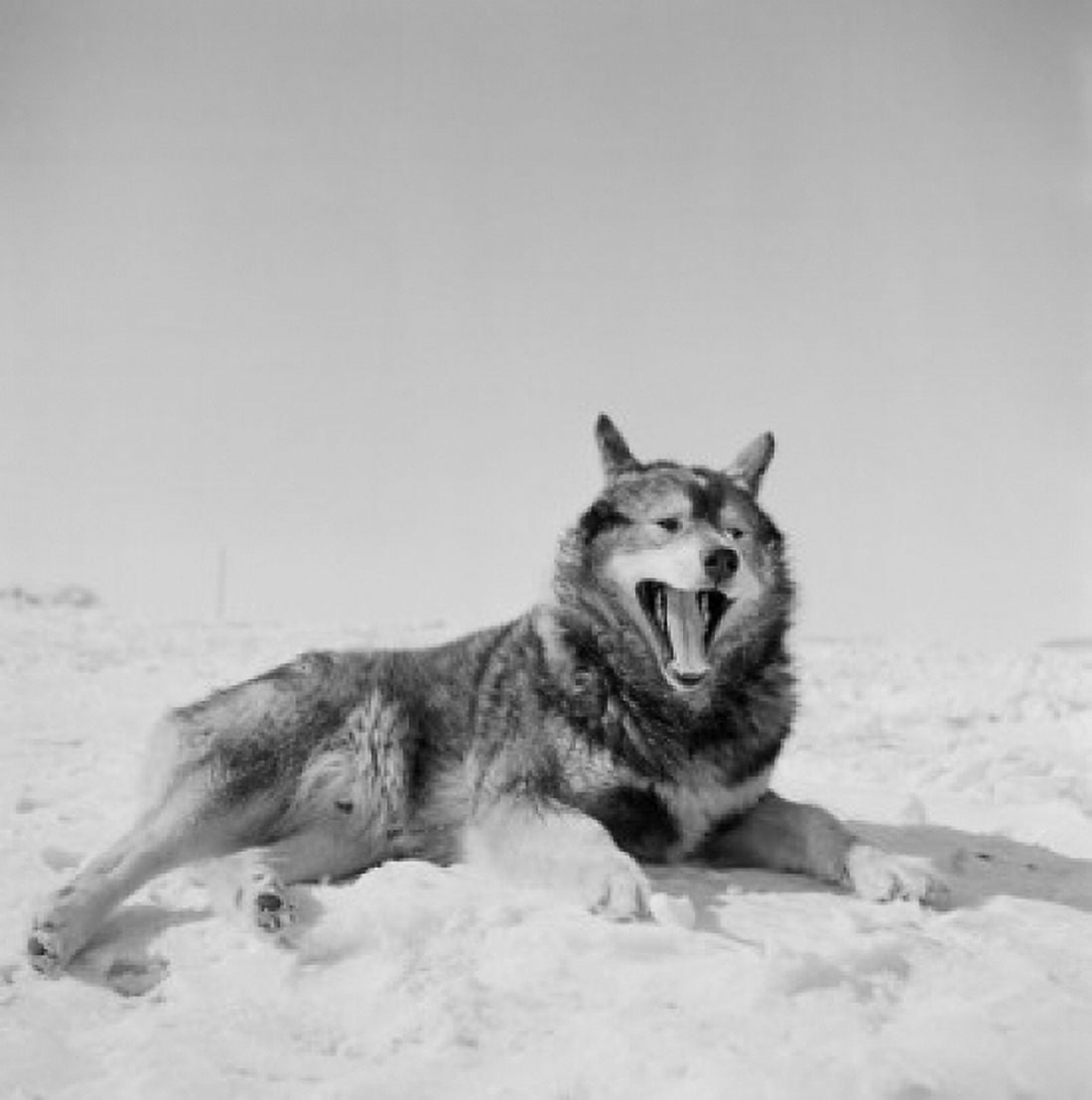 Huskie lying on snow Canvas Art - (18 x 24)