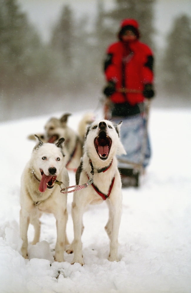 Husky Dog Racing Canvas Art - Christopher Roberts Design Pics (24 x 38)