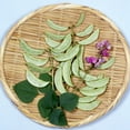 thumbnail image 1 of Hyacinth Bean - Akhana Fujimame - 4 Oz ~600 Seeds - Non-GMO, Heirloom - Asian Garden Vegetable & Flower, 1 of 1