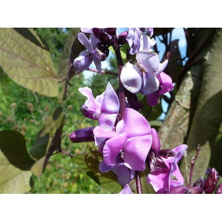 Hyacinth Bean Beautiful Climbing Vining Flower Premium Seed Packet