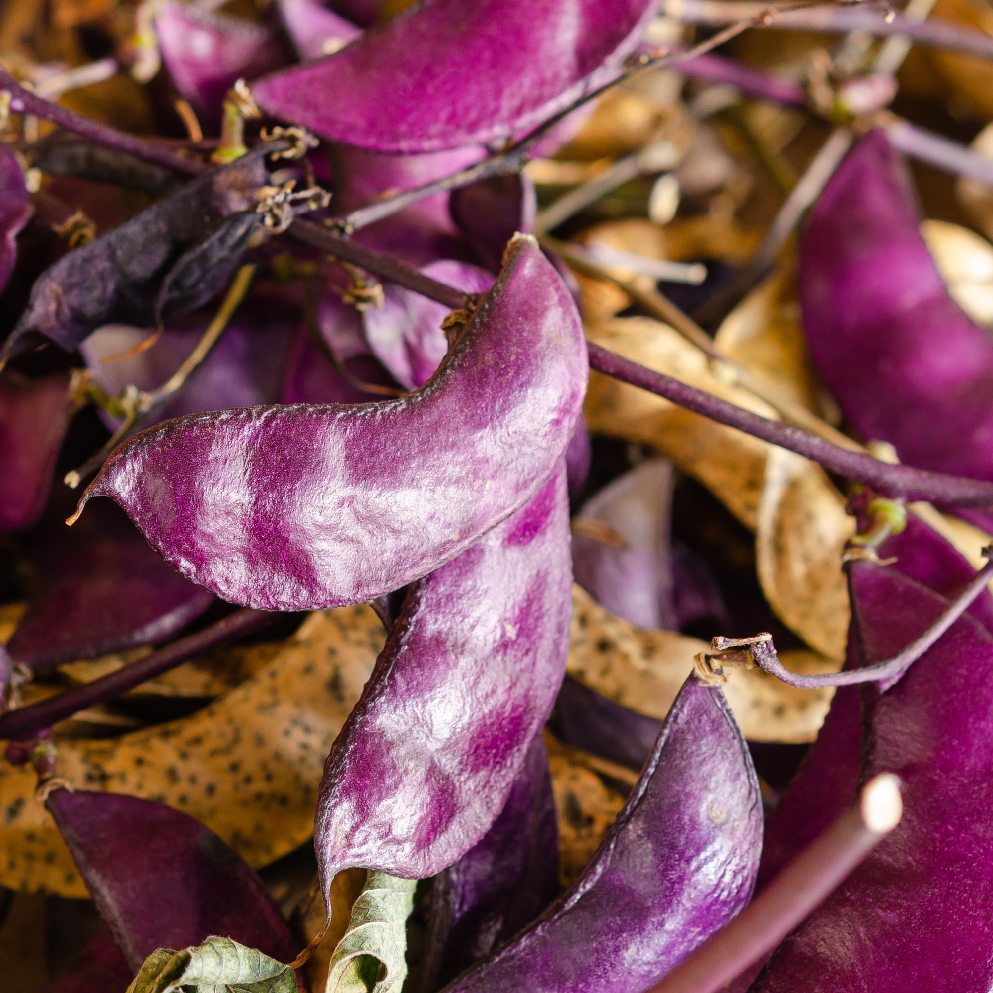 Hyacinth Bean - Purple Moon - 1 Lb ~2400 Seeds - Non-GMO, Heirloom - Asian Garden Vegetable & Flower