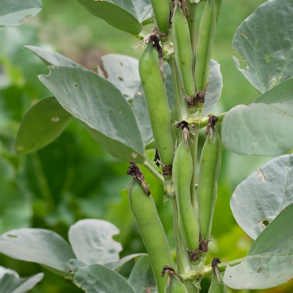 Kitazawa Seed Company 25 Shitohana Fujimame Plant Seeds, Non-GMO