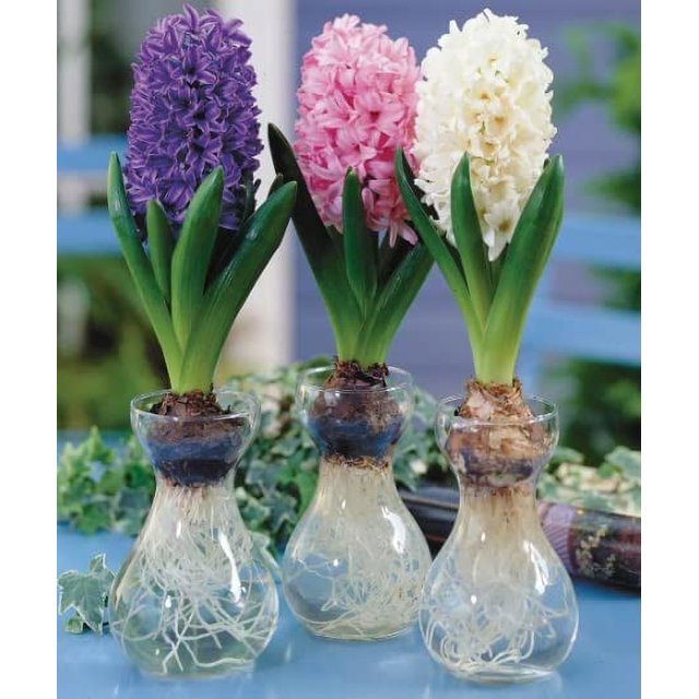 Hyacinth Bulb and Forcing Vase Ready to Grow Indoor Hyacinth Mixed