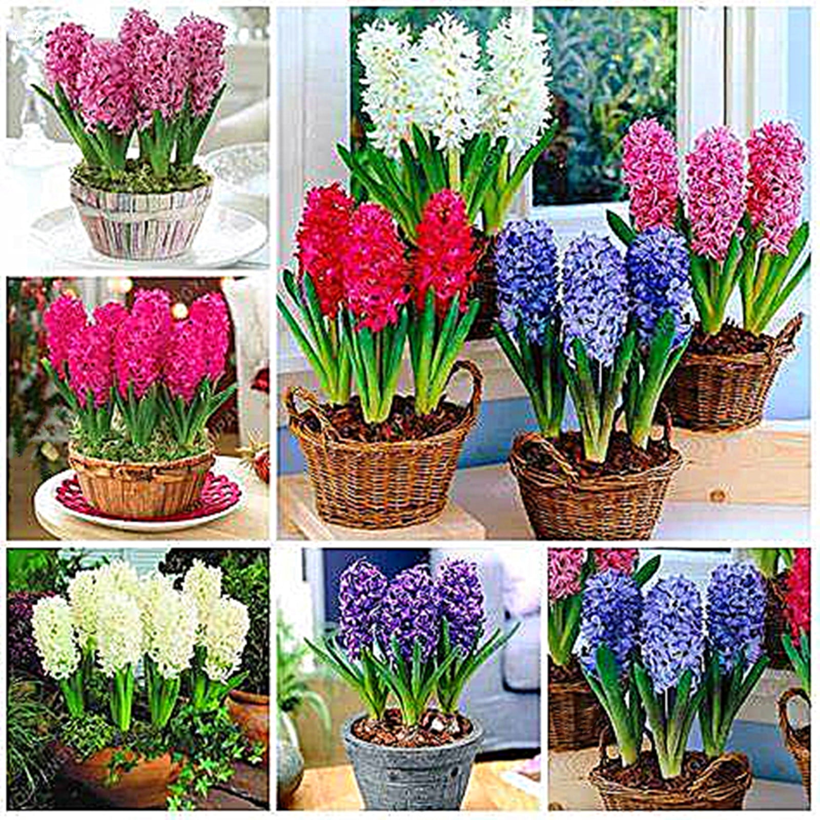 Hyacinth Bulbs, Four Seasons Plants, Hyacinth Bulbs Perennial