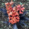 Hyacinth Bulbs, Four Seasons Plants, Perennials, Garden，Hyacinth Bulbs