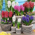 Hyacinth Bulbs, Four Seasons Plants, Perennials, Garden，Hyacinth Bulbs