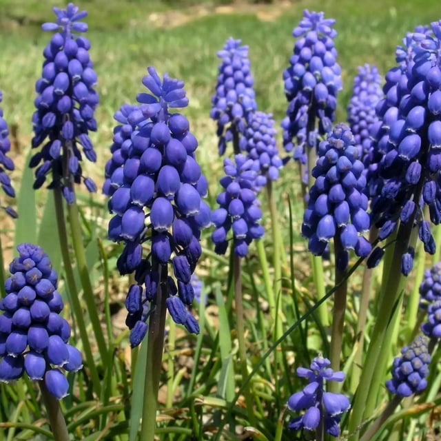Hyacinth Bulbs Hyacinth Petals Are Lovely Hyacinths Have A Strong