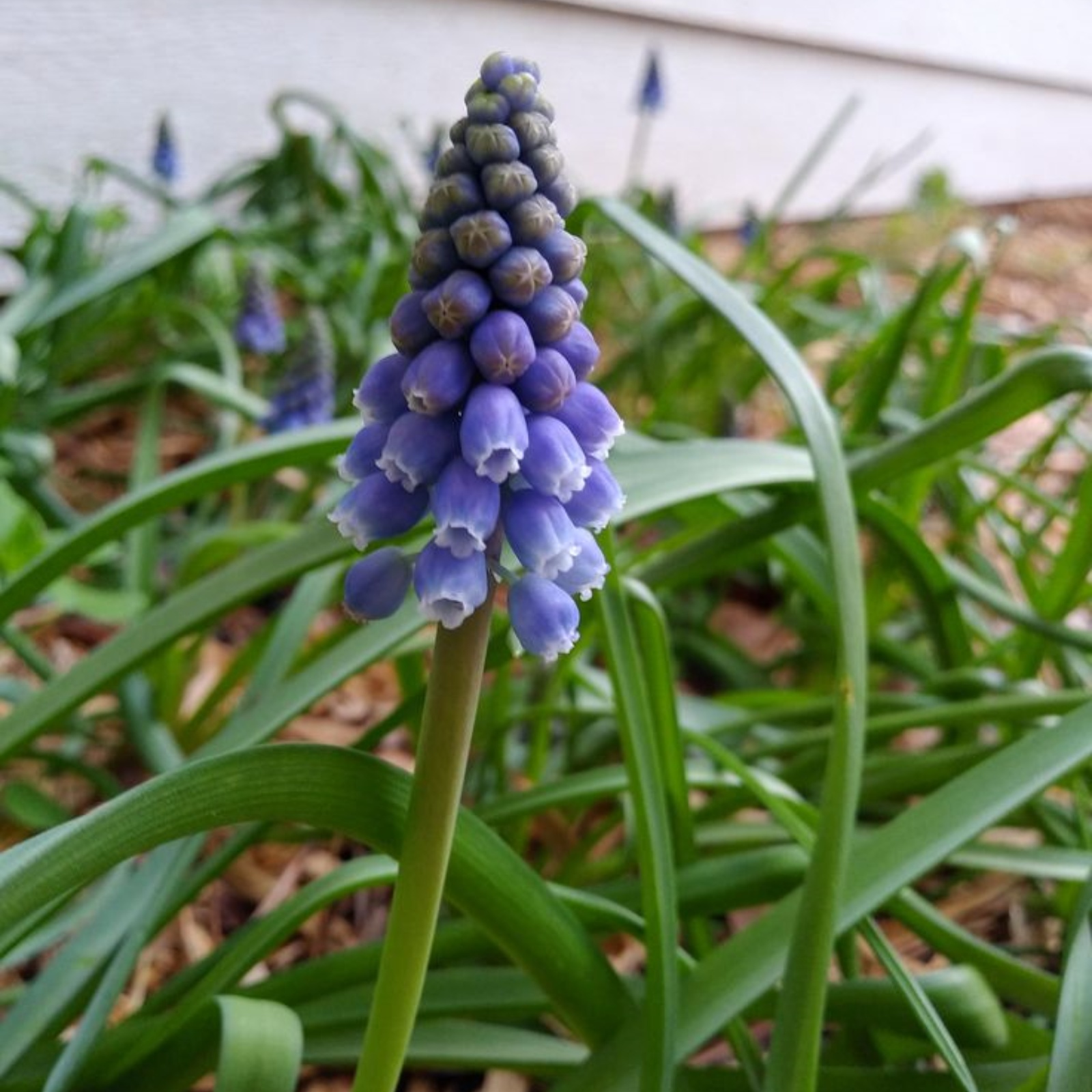 Hyacinth Bulbs Hyacinth Petals Are Lovely Hyacinths Have A Strong