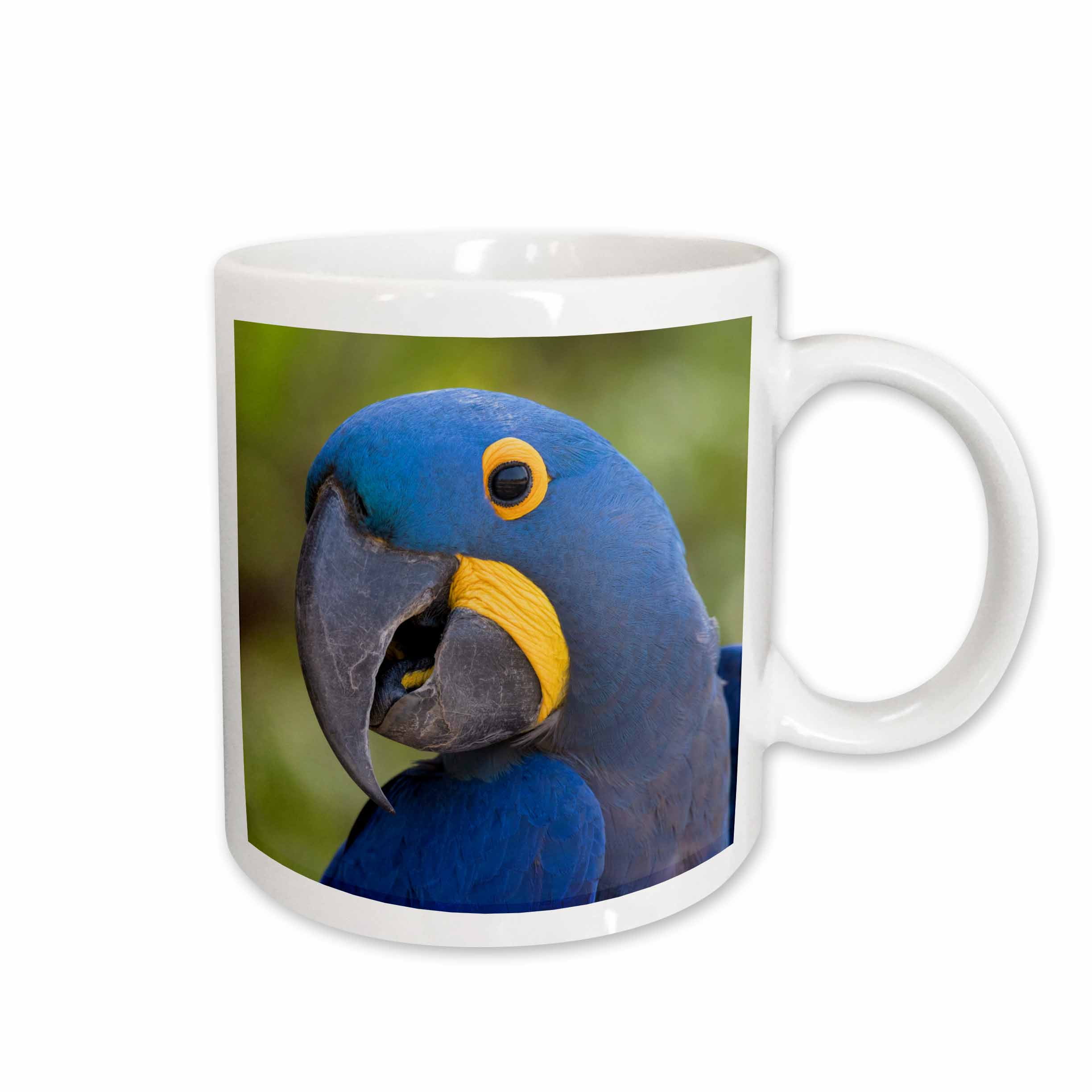 3dRose Hyacinth Macaw Mug