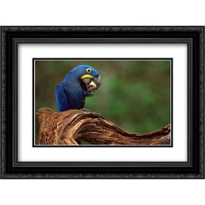 Hyacinth Macaw eating Piassava Palm nuts, Cerrado, Brazil 2x Matted 24x18 Black Ornate Framed Art Print by Oxford, Pete