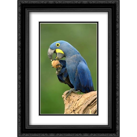 Hyacinth Macaw in Cerrado habitat eating Piassava Palm nuts, Brazil 2x Matted 18x24 Black Ornate Framed Art Print by Oxford, Pete