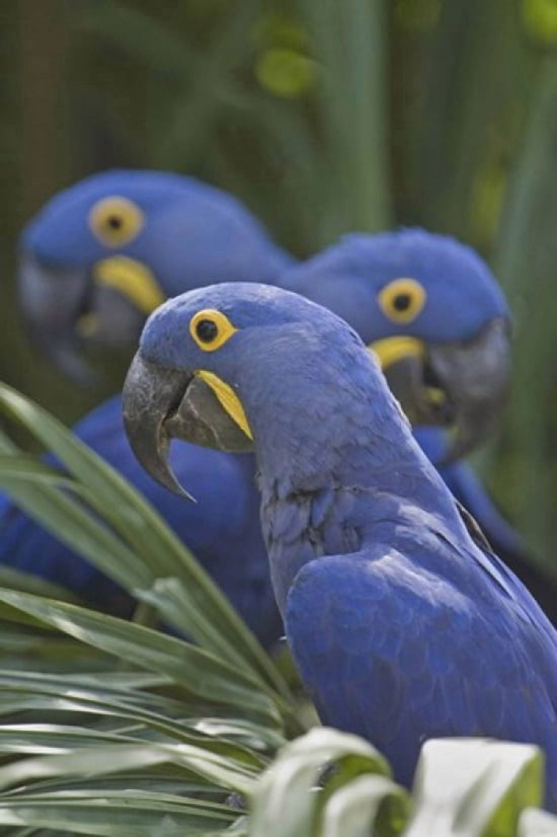 Hyacinth macaws (Anodorhynchus hyacinthinus) perching on a branch Brazil Canvas Art - Panoramic Images (16 x 24)