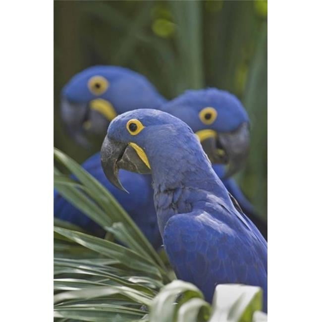 Hyacinth Macaws Perching on Branch Brazil Poster Print 16 x 24