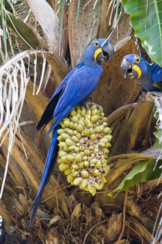 Hyacinth macaws eating palm nuts Three Brothers River Meeting of the Waters State Park Pantanal Wetlands Brazil Canvas Art - Panoramic Images (16 x 24)