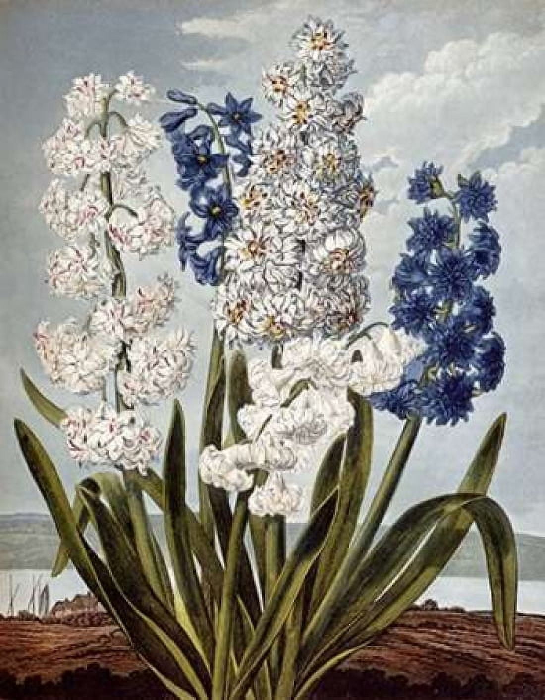 Hyacynths Canvas Art - Robert John Thornton (22 x 28)