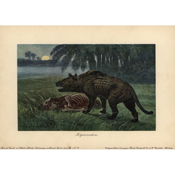 Hyaenodon, Extinct Genus Of Carnivorous Creodonts Poster Print By ® Florilegius Mary Evans (24 X 18)