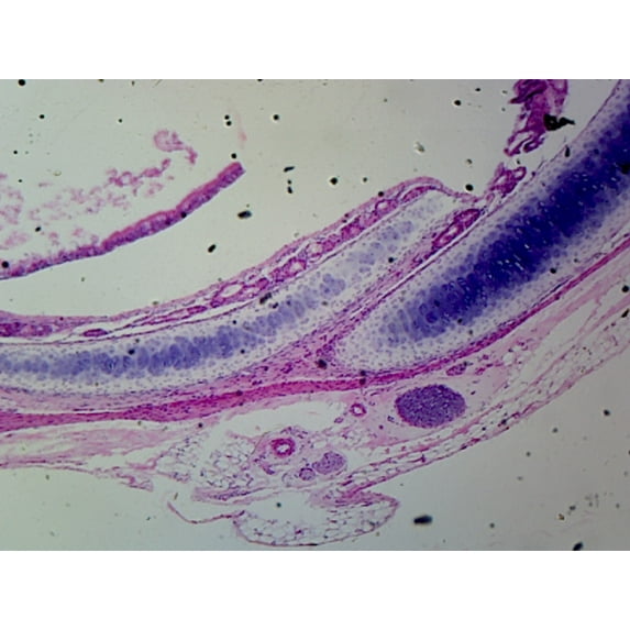 Hyaline Cartilage, Mammalian (from Trachea or Rib); Section; Showing Chondrocytes by Go Science Crazy