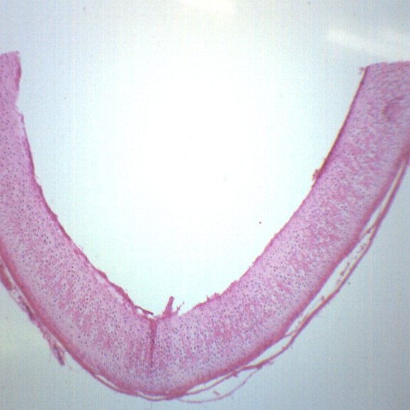 Hyaline Cartilage, Tissue Section - Prepared Microscope Slide - 75 x 25mm - Biology & Microscopy - Eisco Labs