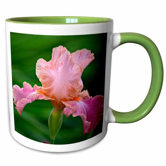 3drose, Hybrid Bearded Iris Flower, Louisville, Kentucky - Na01 Aje0110 - Adam Jones, 11oz Two-tone Green Mug