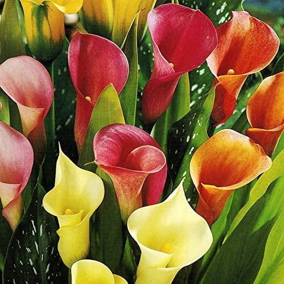 Hybrid Calla Lilies Mixed Value Bag Flower Bulbs - Attracts Butterflies & Hummingbirds - Good as Cut Flowers - Good For Indoor Forcing - Grows Well In Containers - Naturalizing - Perennializing
