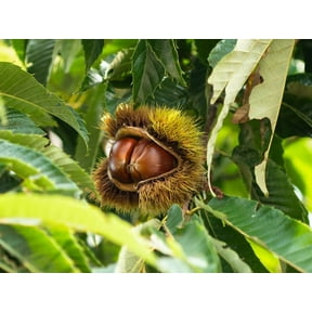 Hybrid Chestnut Tree Seedlings for Planting - Whitetail Deer's Choice Food - 1 Yr Seedlings - Castanea dentata x mollisima (3 Chestnut Trees) - No Ship to California