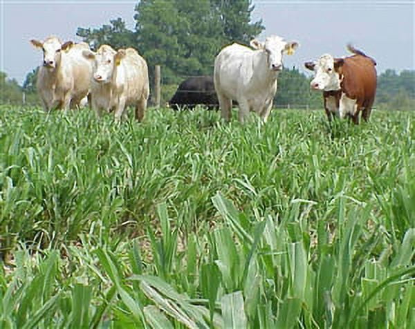 Hybrid Pearl Millet Seed (Tifleaf 3) - 20 lbs.