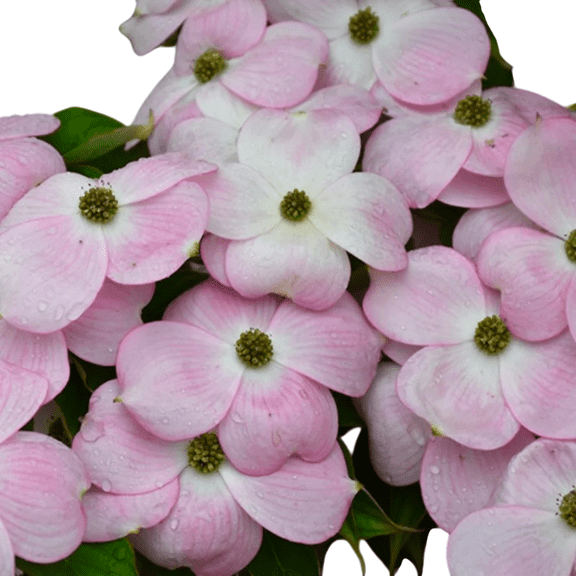 Hybrid Pink Dogwood Trees Live Flowering Trees  1 Gallon Potted Plants, Set of 2, Soft Pink Spring Blooms, Ornamental Landscape Dogwoods
