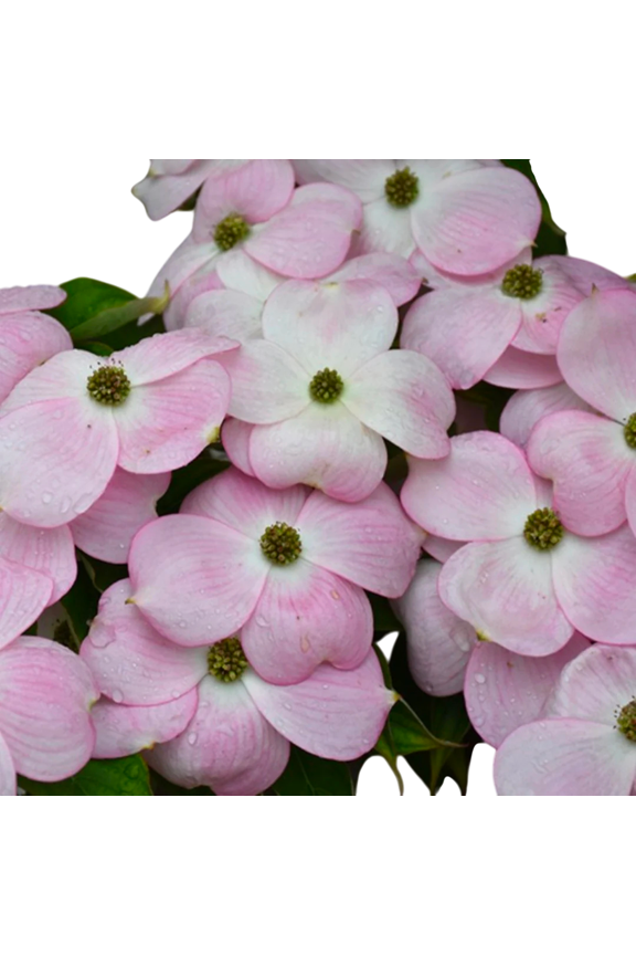 Hybrid Pink Dogwood Trees Live Flowering Trees  3 Gallon Potted Plants, Set of 2, Soft Pink Spring Blooms, Ornamental Landscape Dogwoods
