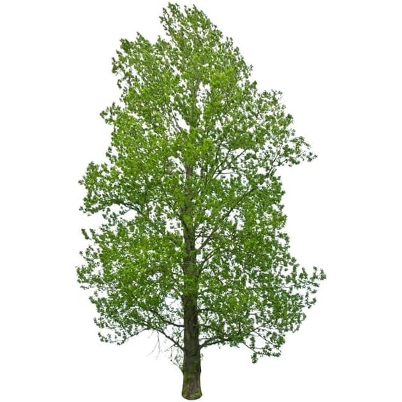 Hybrid Poplar Tree Seedlings for Planting - Fast Growing Privacy and Shade Trees (2 Trees)