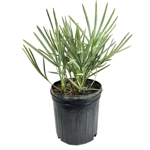 Silver Saw Palmetto - Live Plant in a 10 Inch Growers Pot - Serenoa Repens Silver - Native Ornamental Palms from Florida