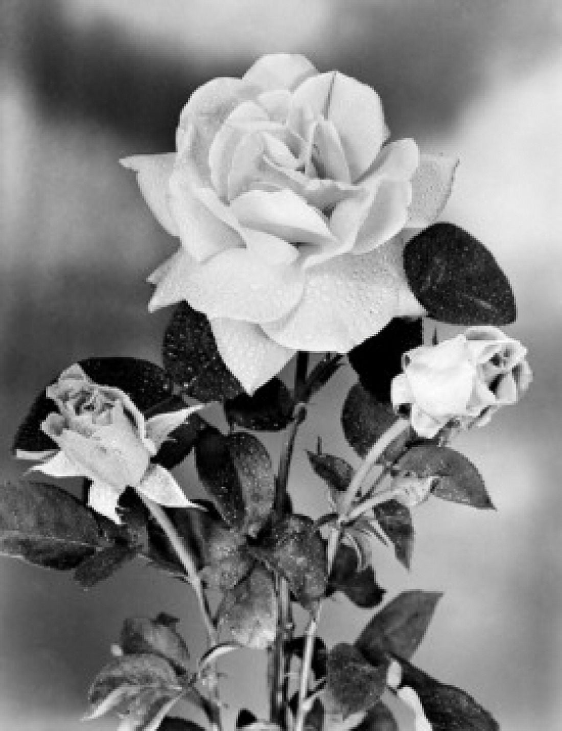 Hybrid Tea Rose Canvas Art -  (18 x 24)