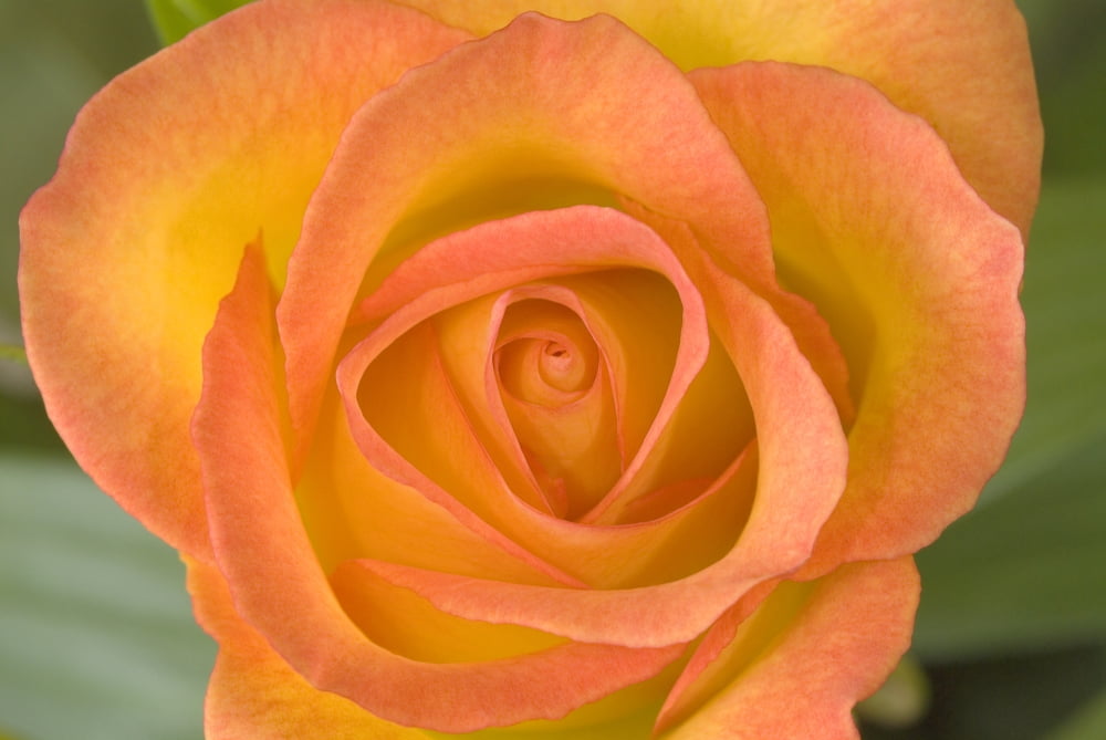 Hybrid Tea Rose Circus Canvas Art - John Pitcher Design Pics (34 x 22)