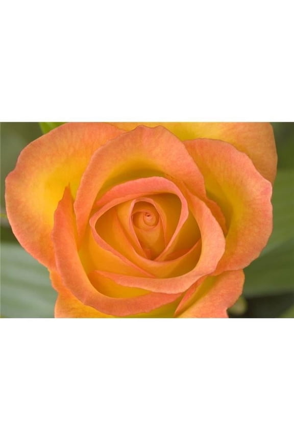 Hybrid Tea Rose Circus Poster Print