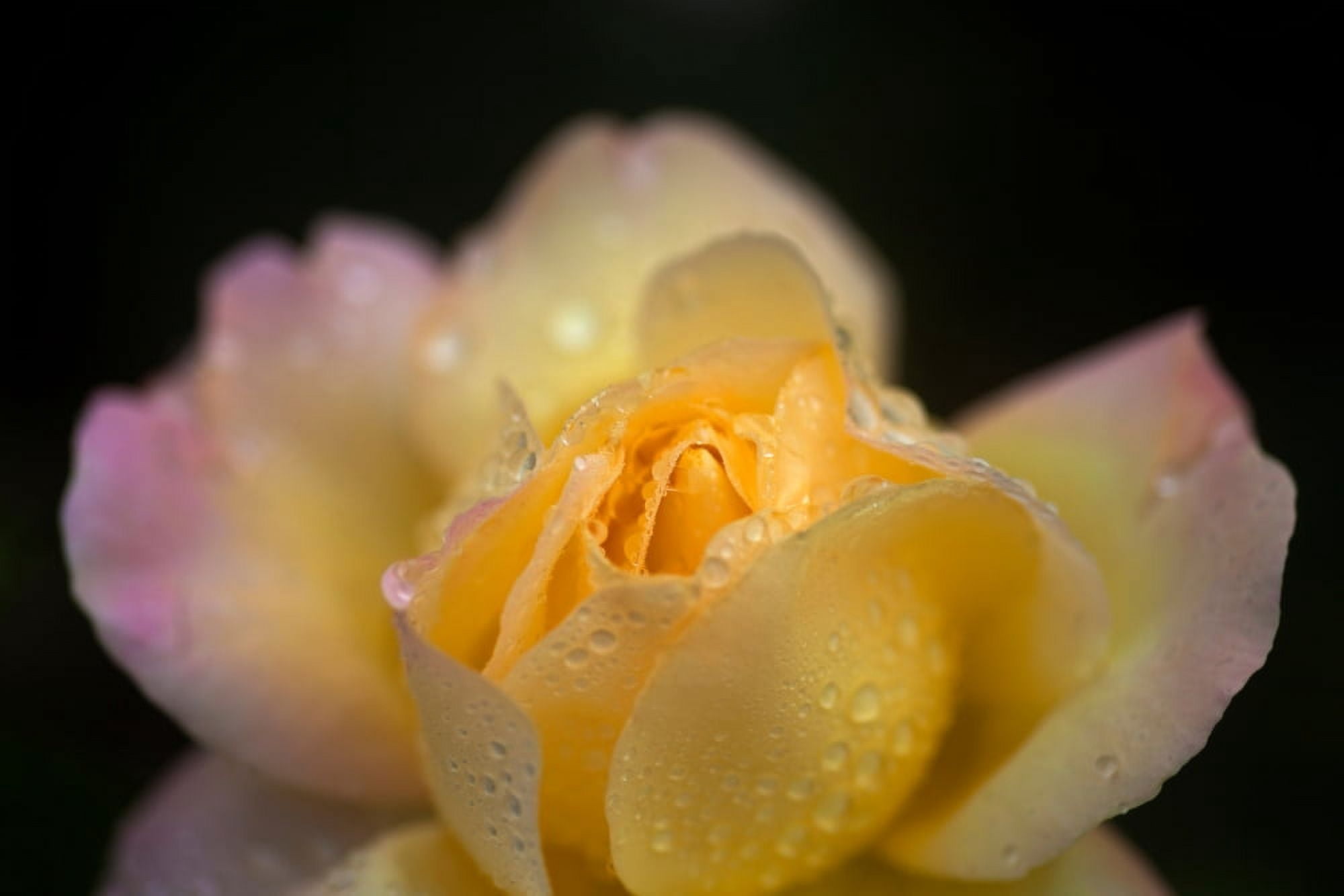 Hybrid Tea Rose in The Irish National War Memorial Gardens Islandbridge Dublin City Ireland Canvas Art - Panoramic Images (27 x 9)
