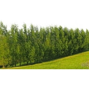 Hybrid Willow Tree Plants for Growing | Fast Privacy Hedge Row, Wind Block, Shade | Fast Growing - 12 Feet Per Year, Fast Growing Trees (One Hundred Trees)