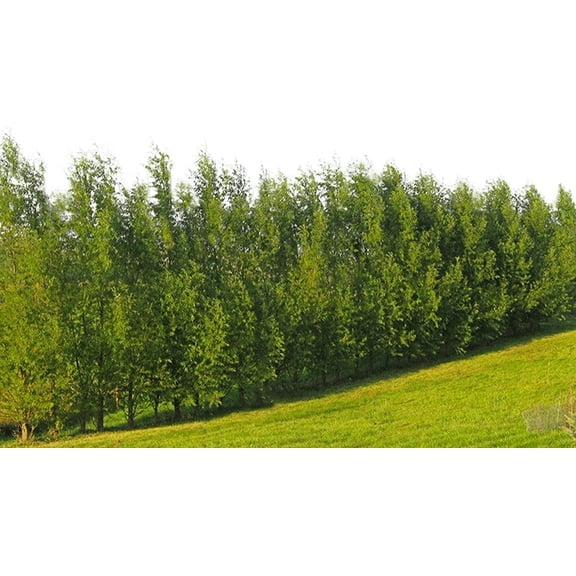 Hybrid Willow Tree Plants for Growing | Fast Privacy Hedge Row, Wind Block, Shade | Fast Growing - 12 Feet Per Year, Fast Growing Trees (One Hundred Trees)