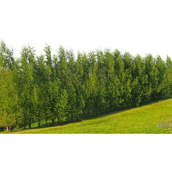 Hybrid Willow Tree Plants for Growing | Fast Privacy Hedge Row, Wind Block, Shade | Fast Growing - 12 Feet Per Year, Fast Growing Trees (24 Trees)