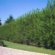 Hybrid Willow Trees - Privacy Trees of Shade, Fast Growing Trees (10 Trees)