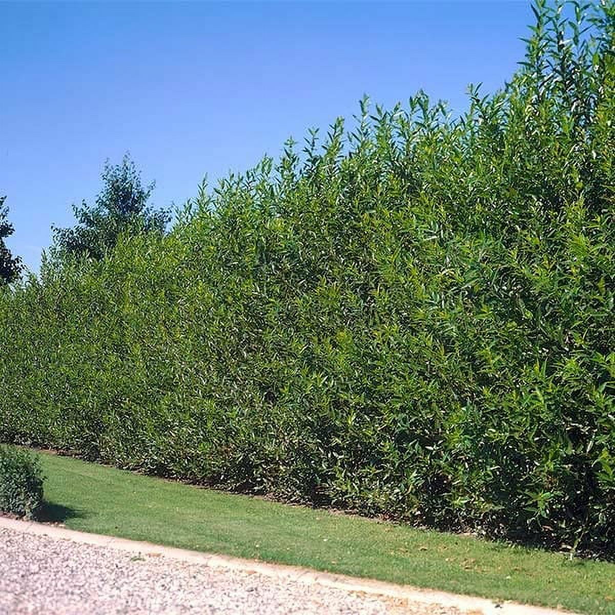 Willow Shrub